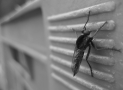 How Often Should Pest Control Be Done?