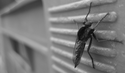 How Often Should Pest Control Be Done?