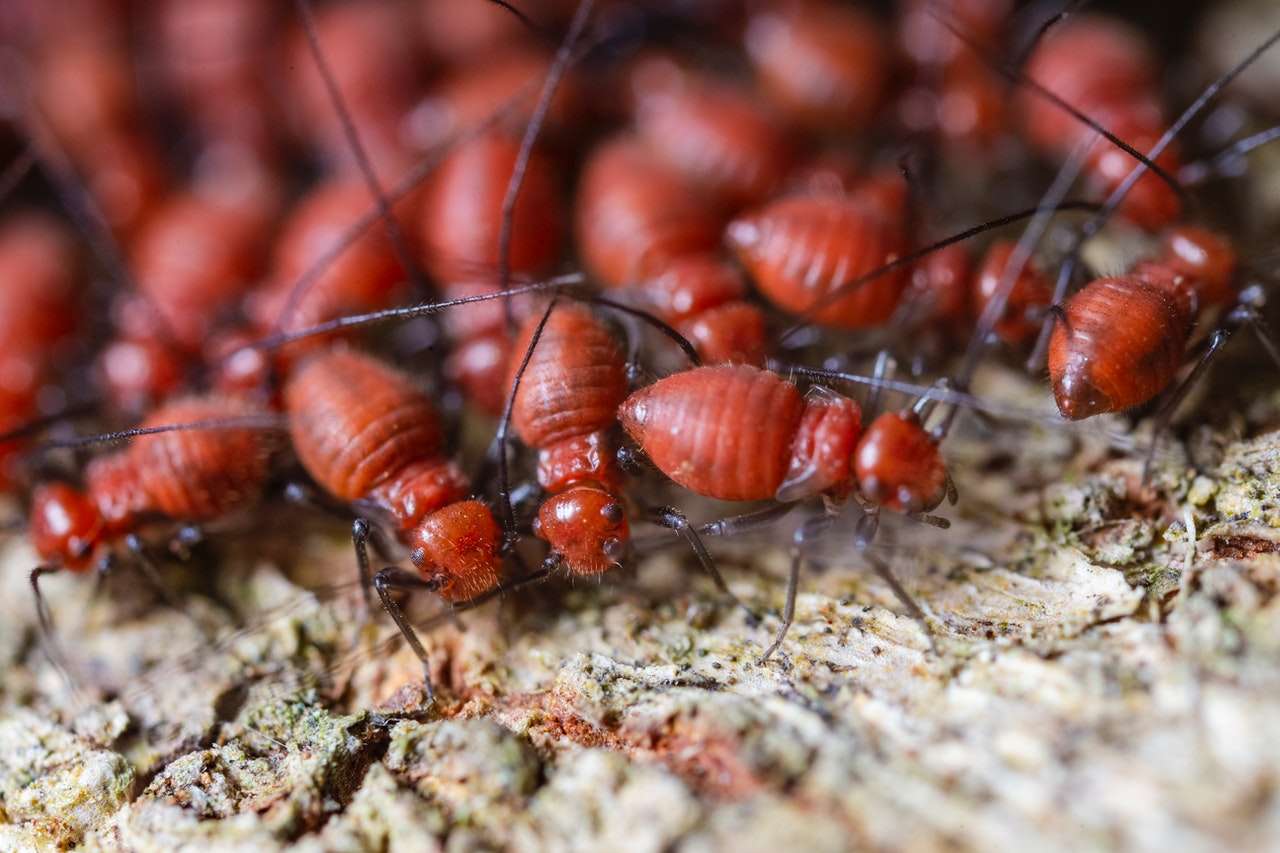 termites colony