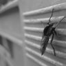 mosquito on wall